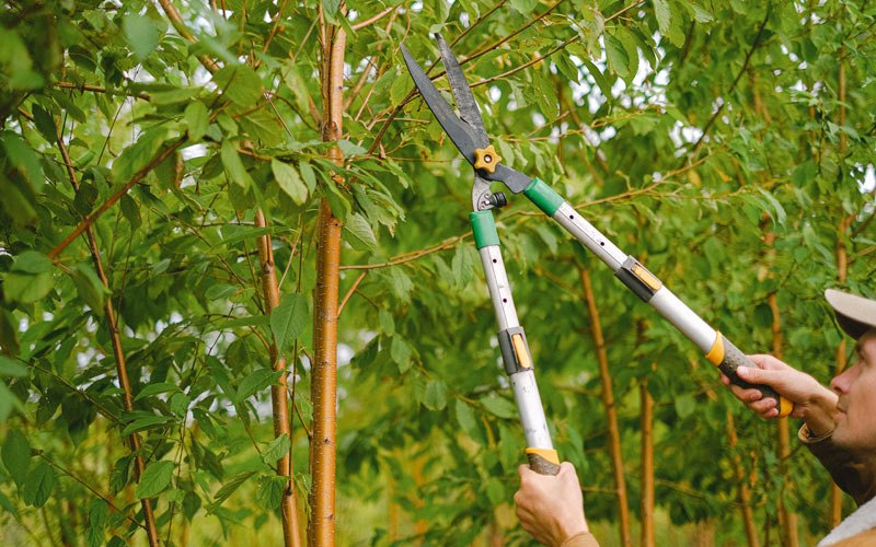Tree trimming in Yauco, PR